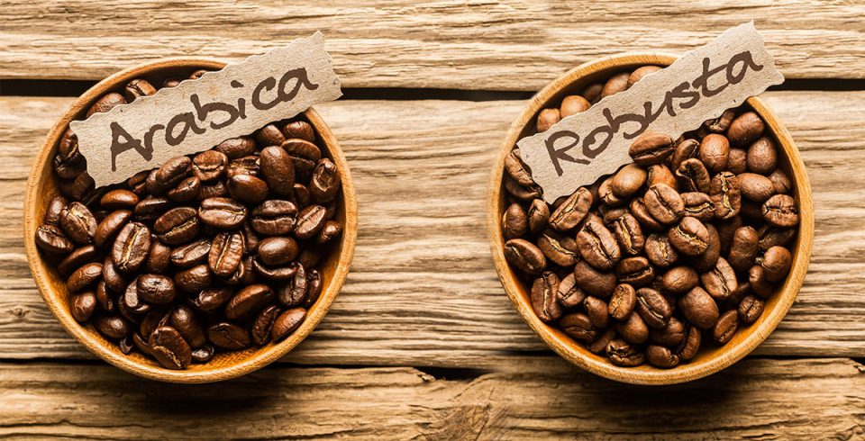 blog | difference-between-arabica-and-robusta-coffee